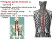 Prezentācija 'Muguras muskuļi', 20.