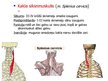 Prezentācija 'Muguras muskuļi', 21.