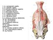 Prezentācija 'Muguras muskuļi', 23.