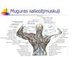 Prezentācija 'Muguras muskuļi', 24.