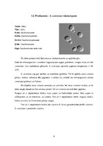 Paraugs 'Vīna fermentēšana', 8.