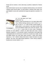 Referāts 'Bungu komplekts populārajā mūzikā', 10.