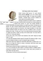 Referāts 'Bungu komplekts populārajā mūzikā', 12.