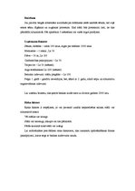 Biznesa plāns 'Biznesa plāns', 2.