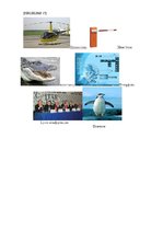 Referāts 'Pirmsskolas vecuma bērna runas un valodas izpēte', 46.