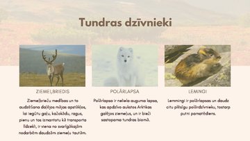 Prezentācija 'Dabas zonas raksturojums - tundra', 5.