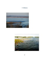 Konspekts 'Durbes ezera piesārņojums', 12.