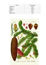 Konspekts 'Egles', 13.