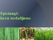 Prezentācija 'Sporaugi: kosu nodalījums', 1.