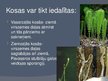 Prezentācija 'Sporaugi: kosu nodalījums', 8.