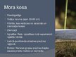 Prezentācija 'Sporaugi: kosu nodalījums', 13.