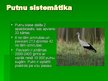 Prezentācija 'Putni, to uzbūve', 3.