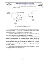 Referāts 'Gaisa kuģu pretapledošanas sistēma', 8.