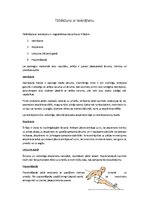 Konspekts 'Tāllēkšana ar ieskrējienu', 1.