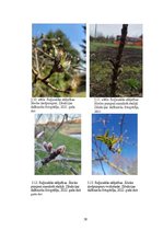 Diplomdarbs 'Sabiedrības iesaiste zinātnē fenoloģijas piemērā Latvijā', 38.