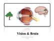 Prezentācija 'Vision and Brain', 1.
