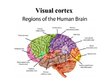 Prezentācija 'Vision and Brain', 5.