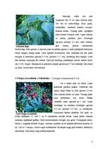 Referāts 'Dendroloģiskās takas izveide Liepājas Jūrmalas parkā', 6.