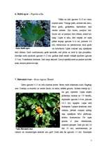 Referāts 'Dendroloģiskās takas izveide Liepājas Jūrmalas parkā', 7.