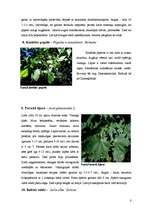 Referāts 'Dendroloģiskās takas izveide Liepājas Jūrmalas parkā', 8.