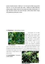 Referāts 'Dendroloģiskās takas izveide Liepājas Jūrmalas parkā', 10.