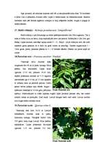 Referāts 'Dendroloģiskās takas izveide Liepājas Jūrmalas parkā', 12.