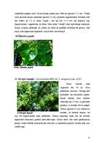 Referāts 'Dendroloģiskās takas izveide Liepājas Jūrmalas parkā', 13.