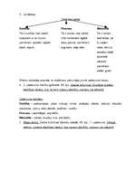 Konspekts 'Stundas plāns latviešu valodā 7.klasei', 2.