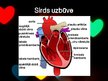 Prezentācija 'Sirds slimības', 4.