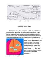 Referāts 'Zvaigžņu evolūcija', 4.