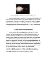 Referāts 'Zvaigžņu evolūcija', 9.