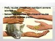 Prezentācija 'Pirmatnējā nauda jeb preču nauda', 2.