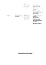 Konspekts 'Terminelementi latīņu valodā', 17.