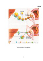 Paraugs 'Populārāko pārtikā lietojamo eļļu salīdzinājums', 20.
