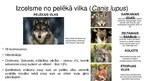 Prezentācija 'Suņu evolūcija un domestikācija', 5.
