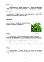 Konspekts 'Itāļu nacionālā virtuve', 7.