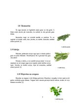 Konspekts 'Itāļu nacionālā virtuve', 8.