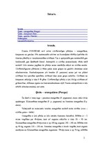 Referāts 'Cilvēkveidīgie pērtiķi', 1.