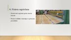 Prezentācija 'Finiera izgatavošanas process', 11.