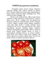 Referāts 'Tomāti', 1.