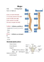 Konspekts 'Anatomijas ievads', 1.
