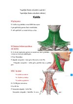 Konspekts 'Anatomijas ievads', 2.