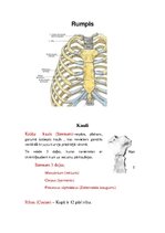 Konspekts 'Anatomijas ievads', 3.