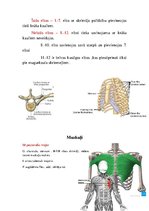 Konspekts 'Anatomijas ievads', 4.
