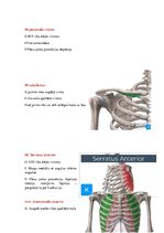 Konspekts 'Anatomijas ievads', 5.