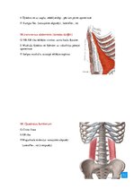 Konspekts 'Anatomijas ievads', 7.
