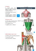 Konspekts 'Anatomijas ievads', 8.