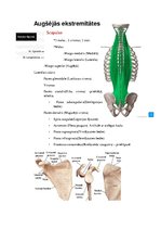 Konspekts 'Anatomijas ievads', 10.