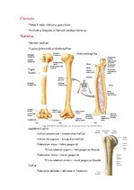 Konspekts 'Anatomijas ievads', 11.