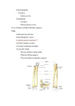 Konspekts 'Anatomijas ievads', 13.